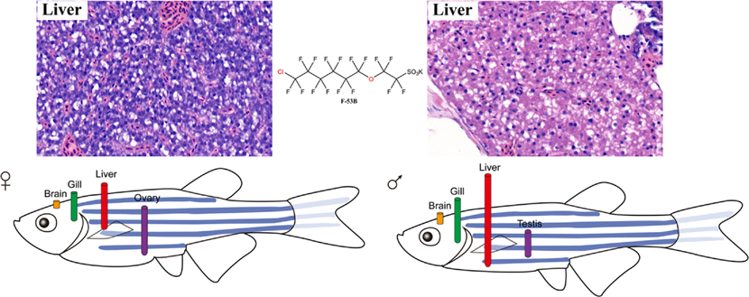 流域生态研究所在全氟辛烷磺酸替代品的环境健康风险研究方面取得进展