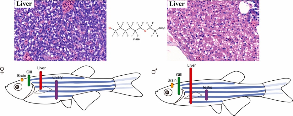 我院流域生态所在PFOS替代品的环境健康风险研究方面取得重要进展