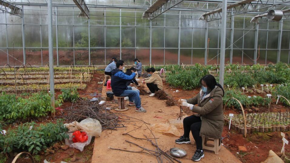 与疫情抢农时——生物资源研究所扎实推进科研田间试验复工复产
