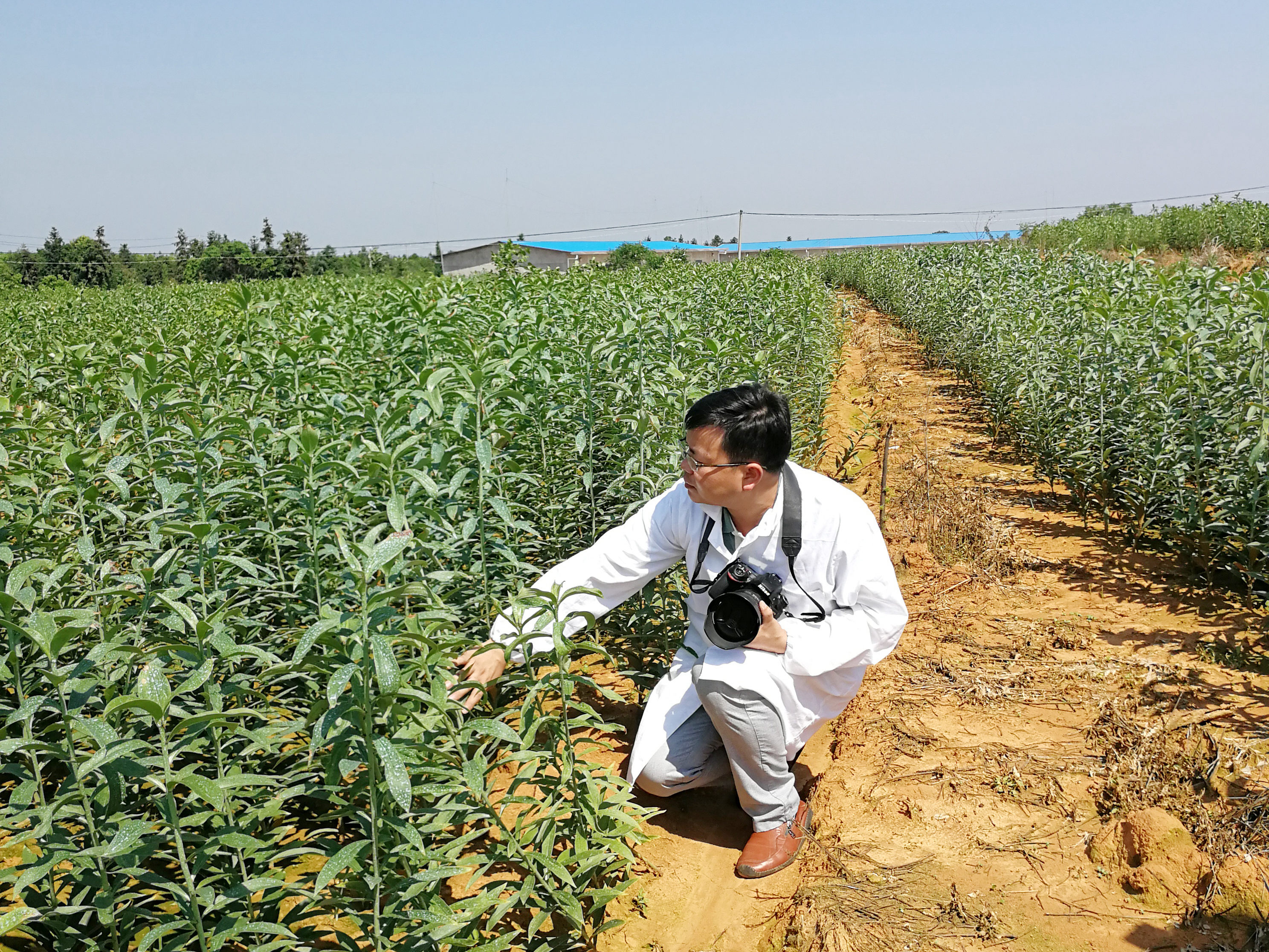省重点研发计划项目“万载龙牙百合产业化关键技术研究与示范”通过专家验收