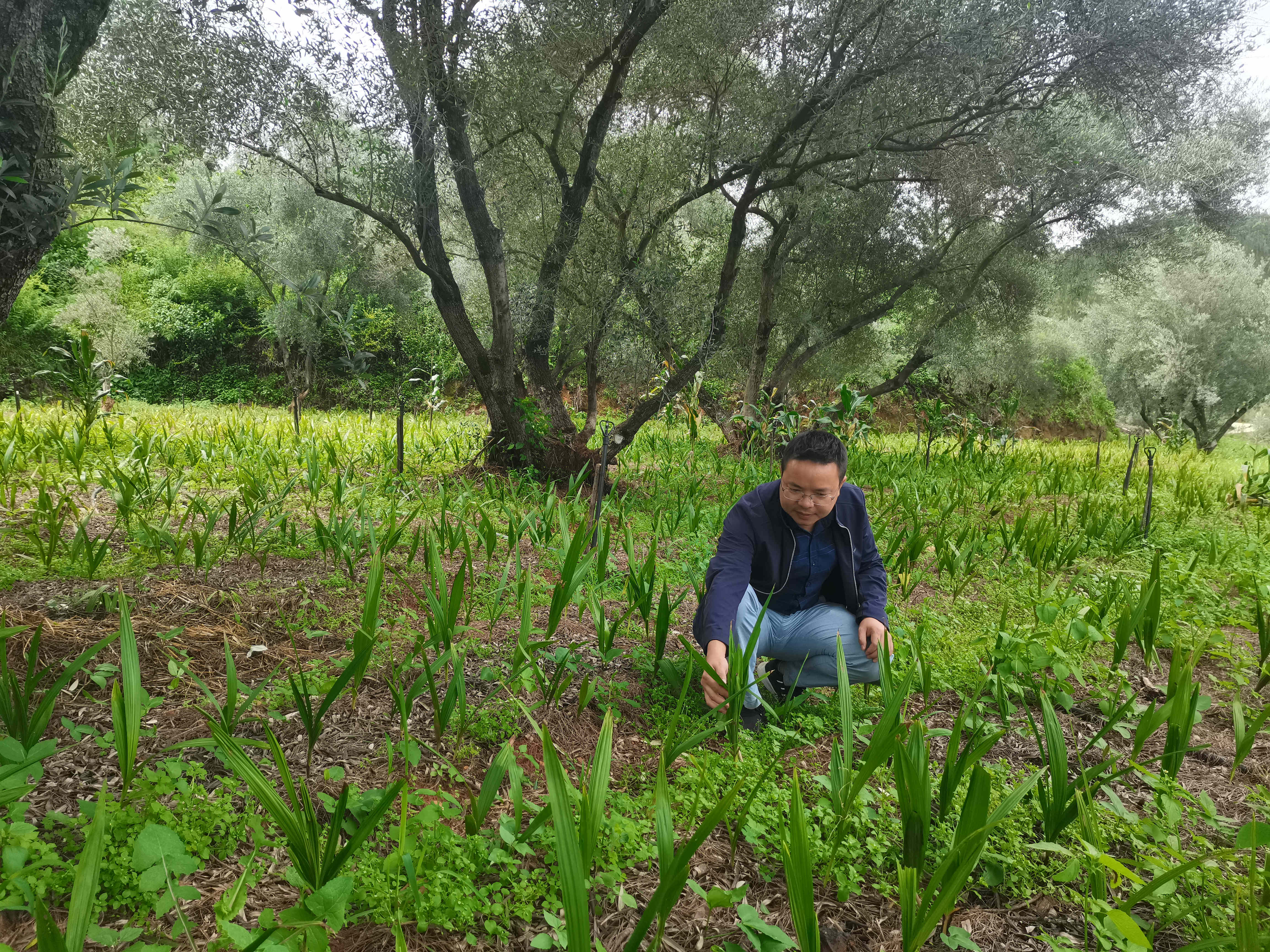 高柱赴昆明西山林场调研林下中药材种植