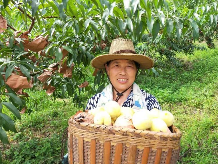 助力乡村振兴、促进成果转移转化，分院支撑企业牵头申报中央引导资金项目获立项