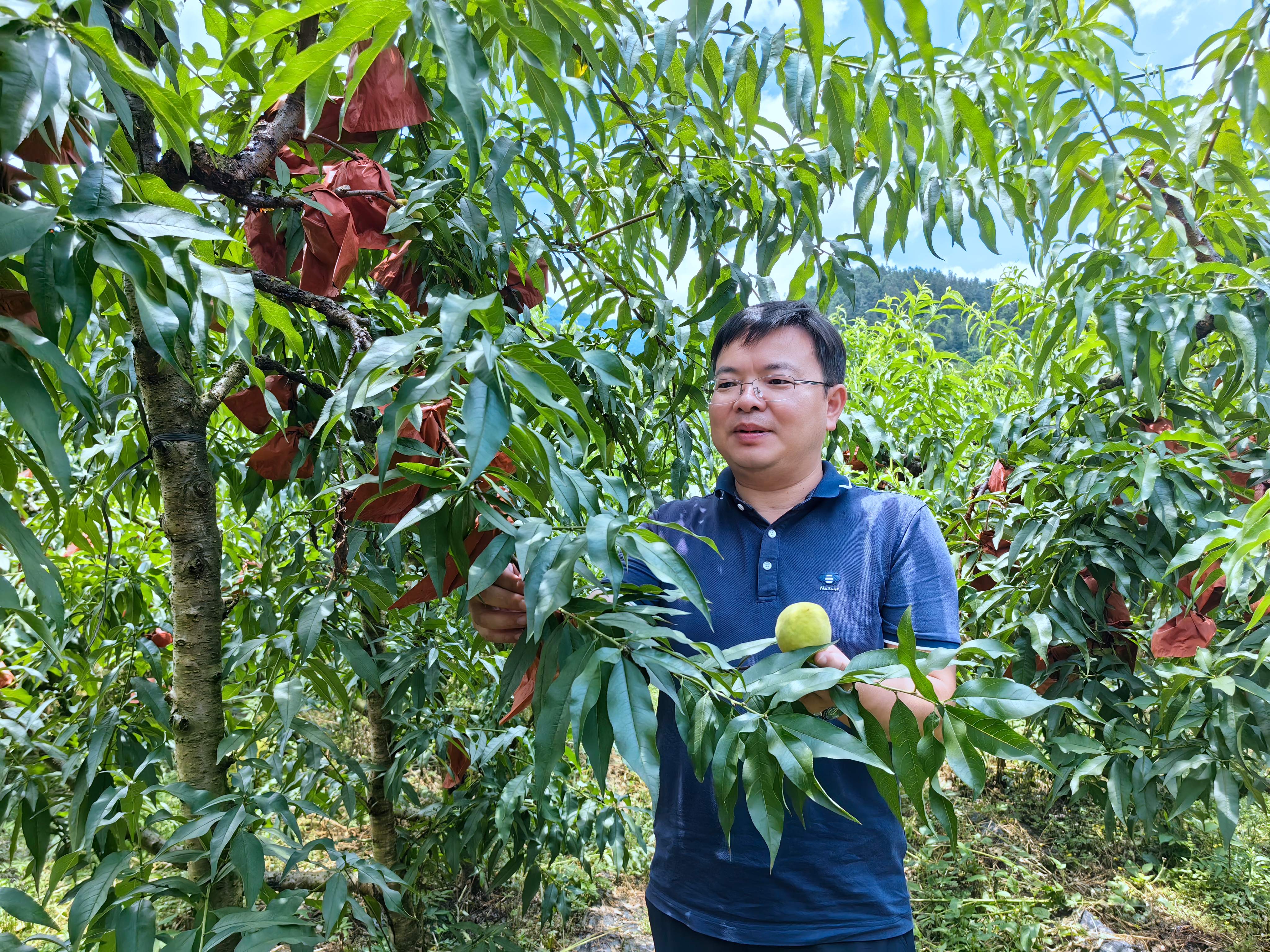 现代农业产业团赴井冈山开展黄桃产业对接