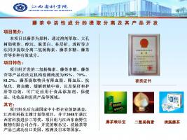 藤茶中活性成分的提取分离及其产品开发