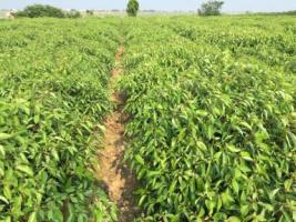 材用樟树种质资源与良种选育