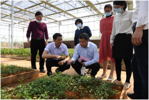 我所参加省政协“中医药产业发展”专题协商课题组赴樟树调研