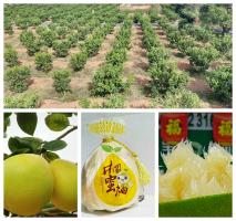 首批重点合作转化项目（一）