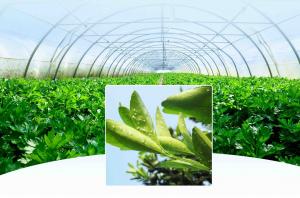 首批重点合作转化项目（三）