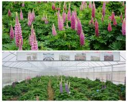 首批重点合作转化项目（二）