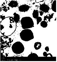 扁刺蛾核型多角体病毒及其生产方法【授权发明专利CN201911184544.7】