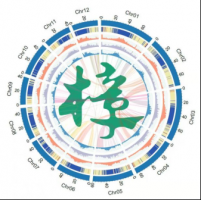 我所“阔叶树种遗传改良与培育”团队在樟树基础研究原始创新上连续取得多项重要突破
