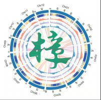 我院“阔叶树种遗传改良与培育”团队在樟树基础研究原始创新上连续取得多项重要突破