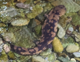 两栖类新物种：九岭山的江西大鲵