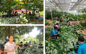 战高温，斗酷暑，稳步推进项目进度 ——中财科技推广项目“亚美马褂木优良无性系推广示范”育苗技术培训班在黄马开班