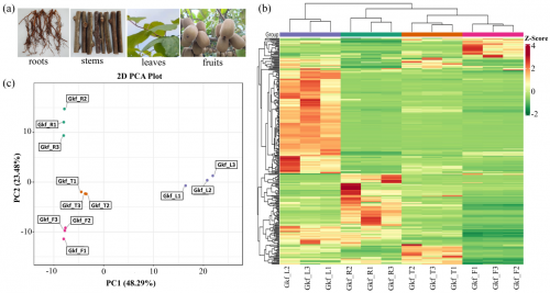博士猕猴桃团队在猕猴桃类黄酮生物合成方面取得研究进展